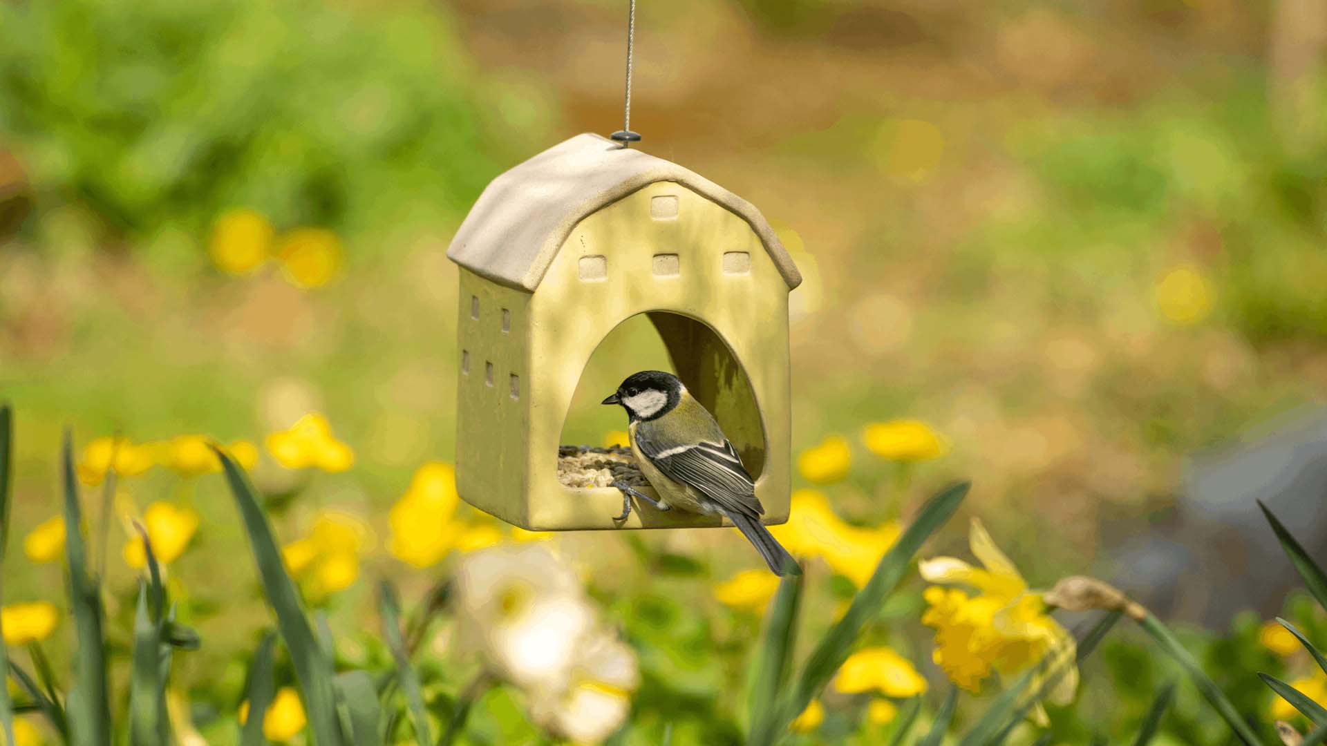 a bird in a bird feeder