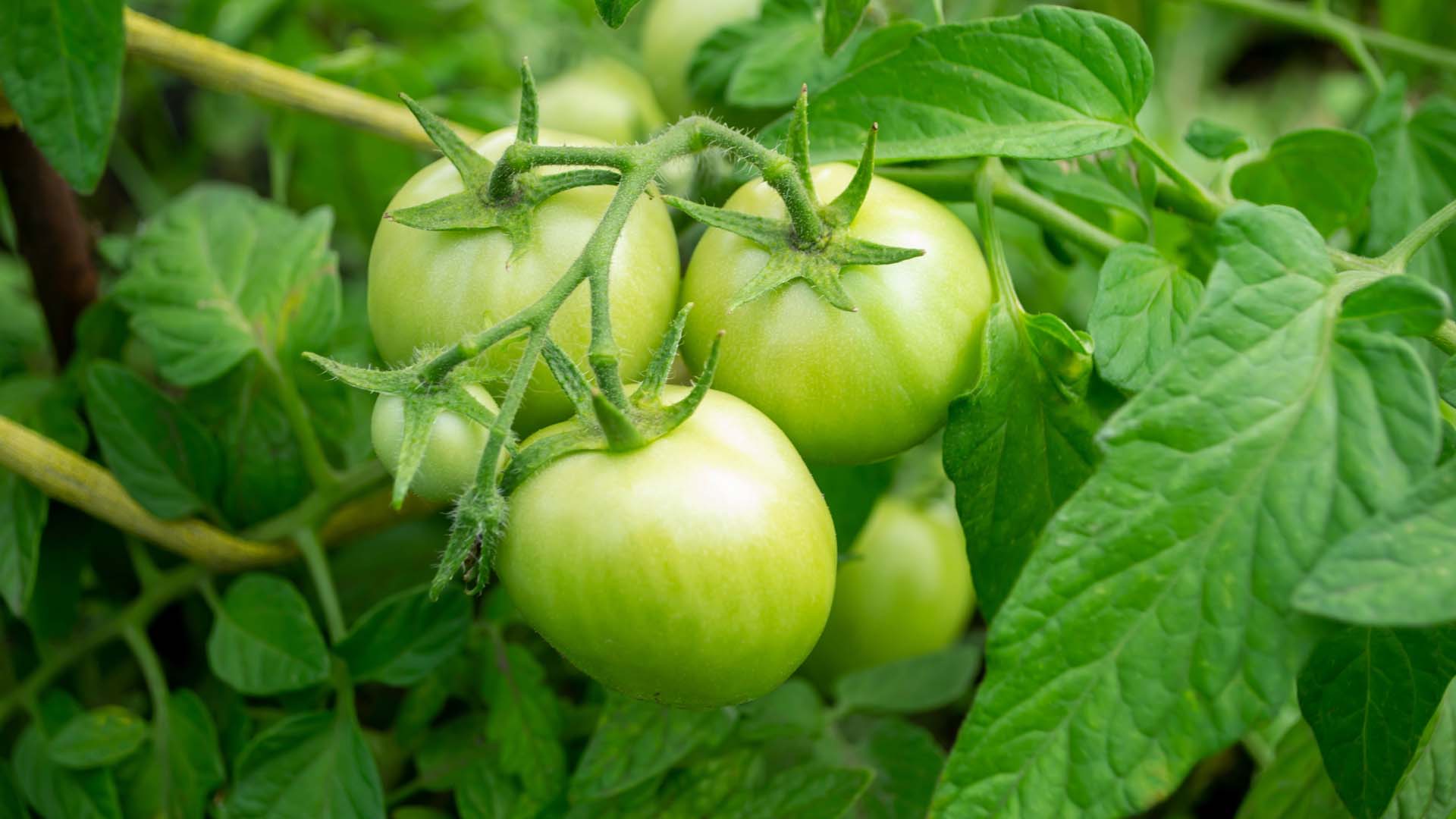 Green tomatoes need warmth for them to ripen towards the end of the season