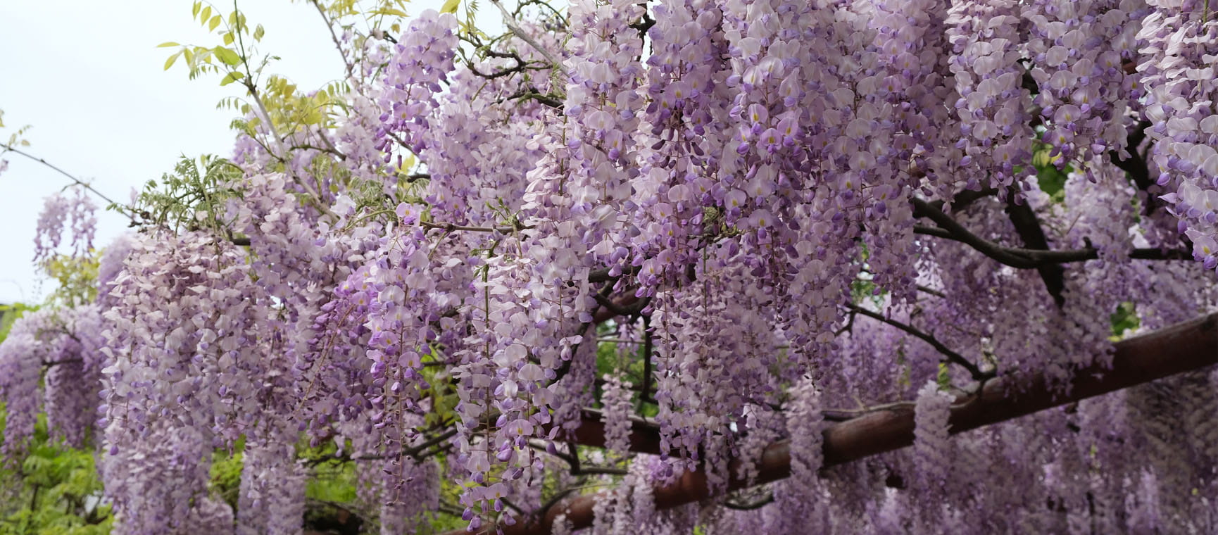 Wisteria growing over a frame