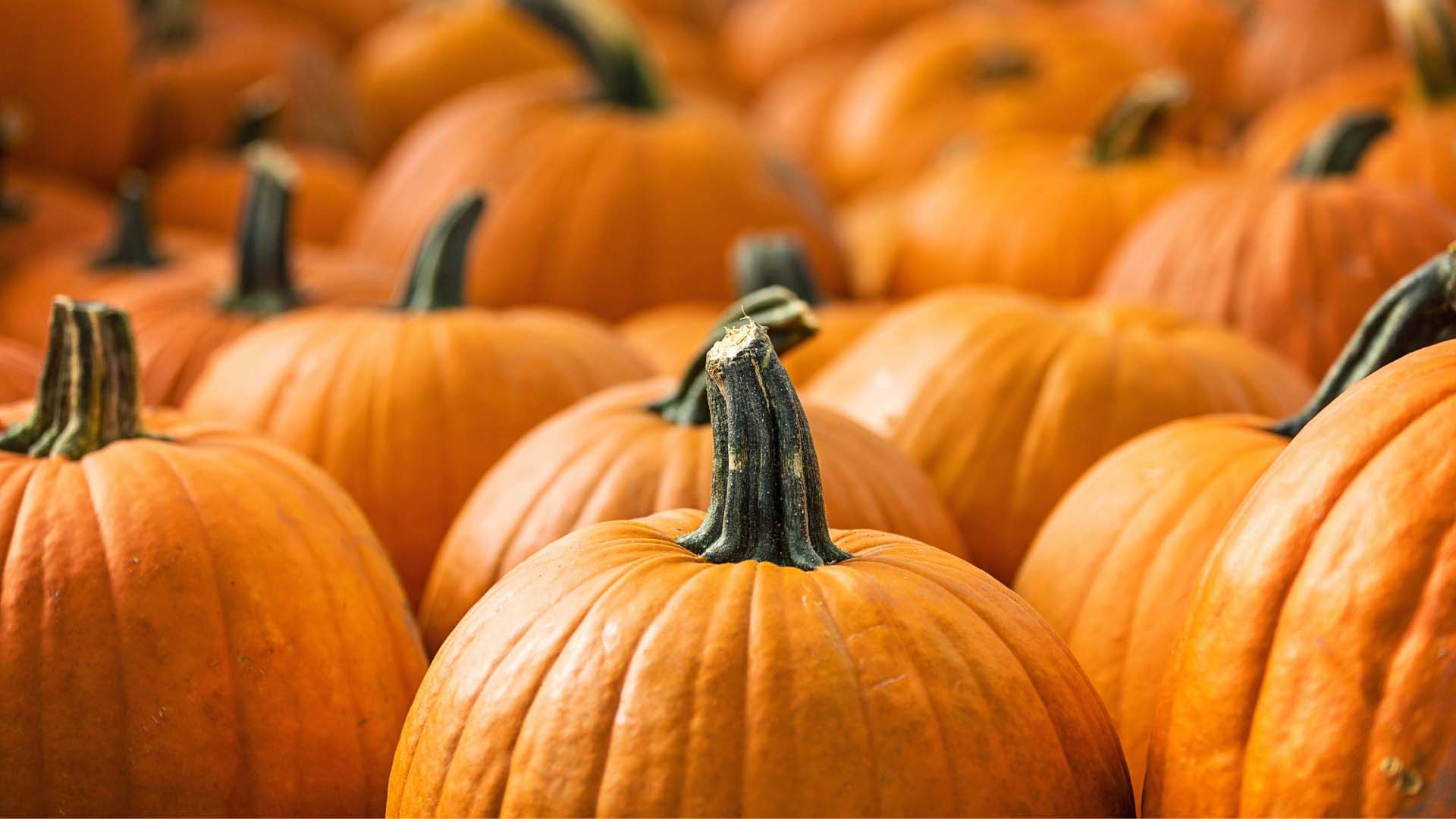 A large number of pumpkins