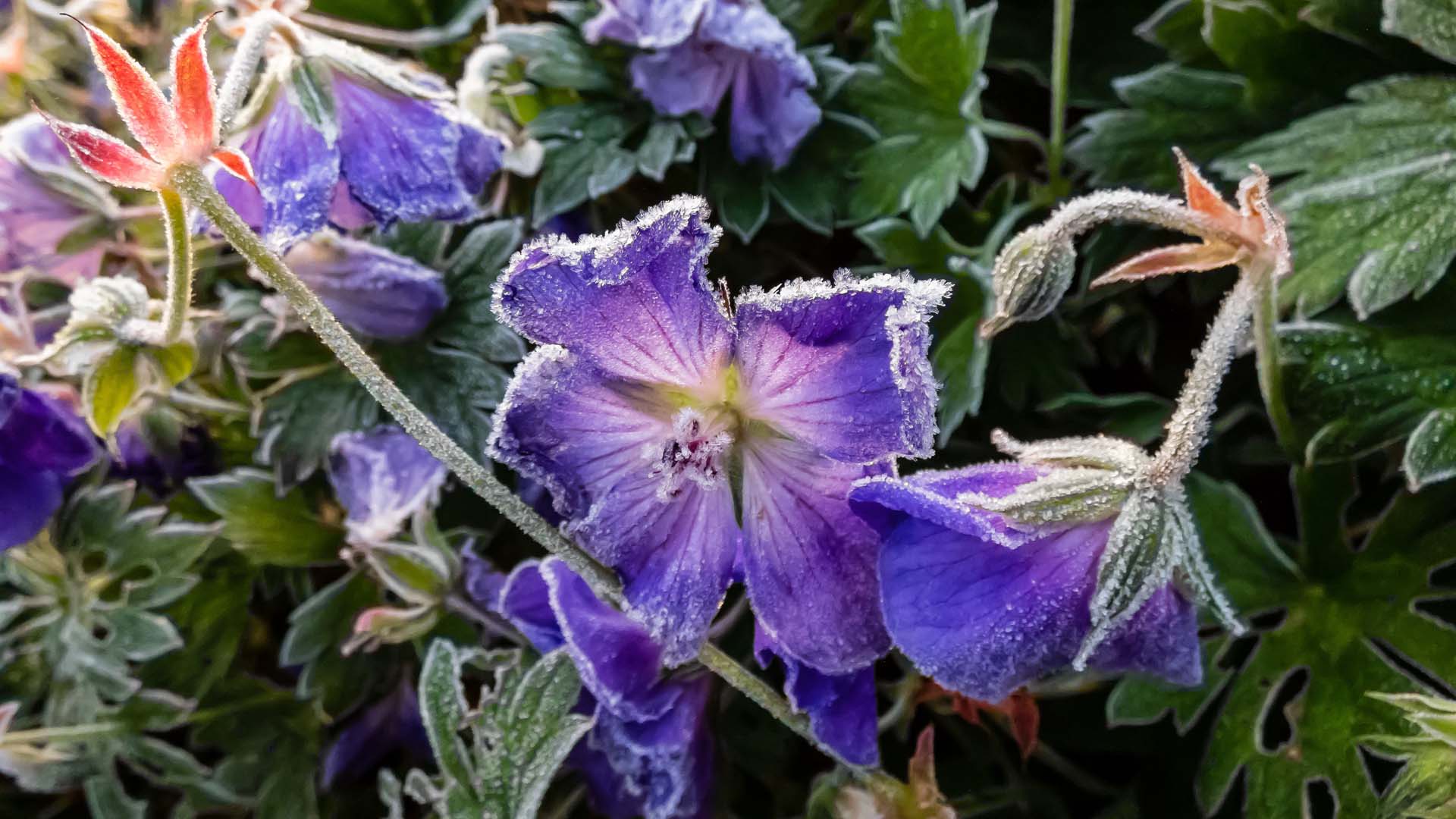 Purple geranium flowers covered in frost on a sunny day