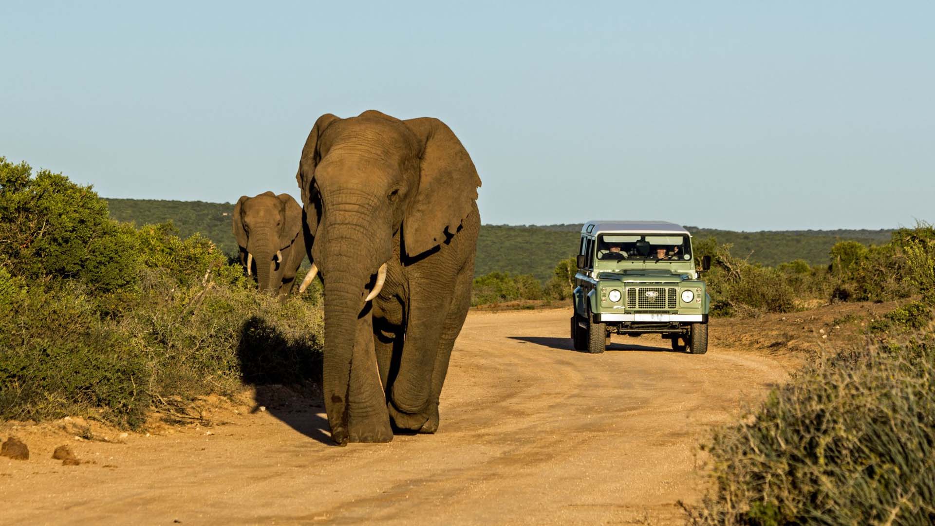 Addo-National-Park-South-Africa