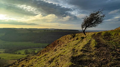 A winter tree battered by the the winds on an edge above the Swaledale valley in the Yorkshire Dales