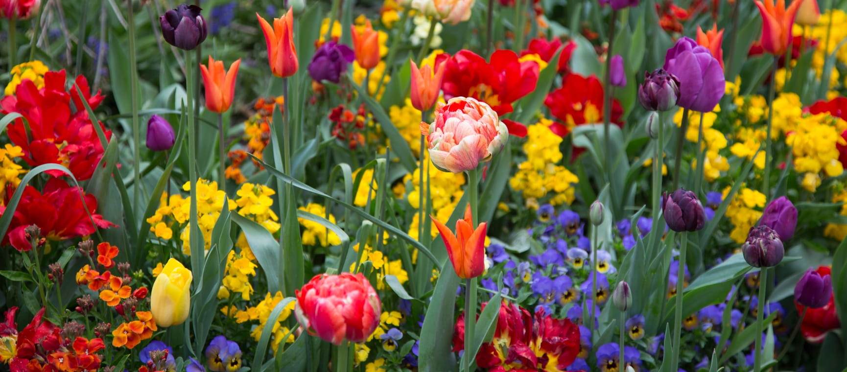 A border filled with blooming and colourful spring bulbs - Getty Images/Anzel