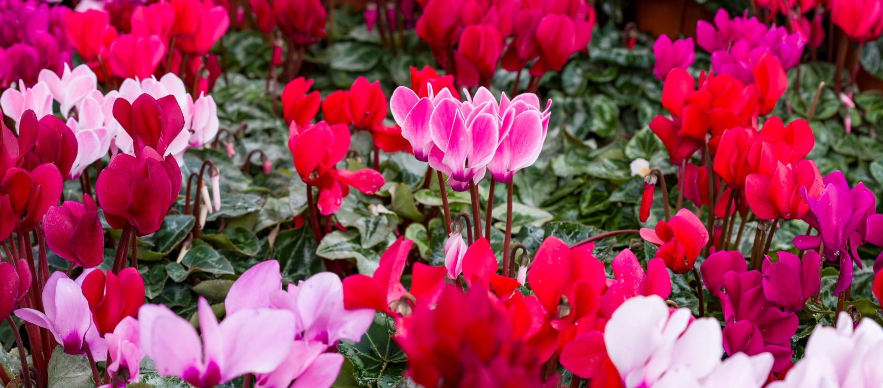 Pink, red and purple cyclamen in winter