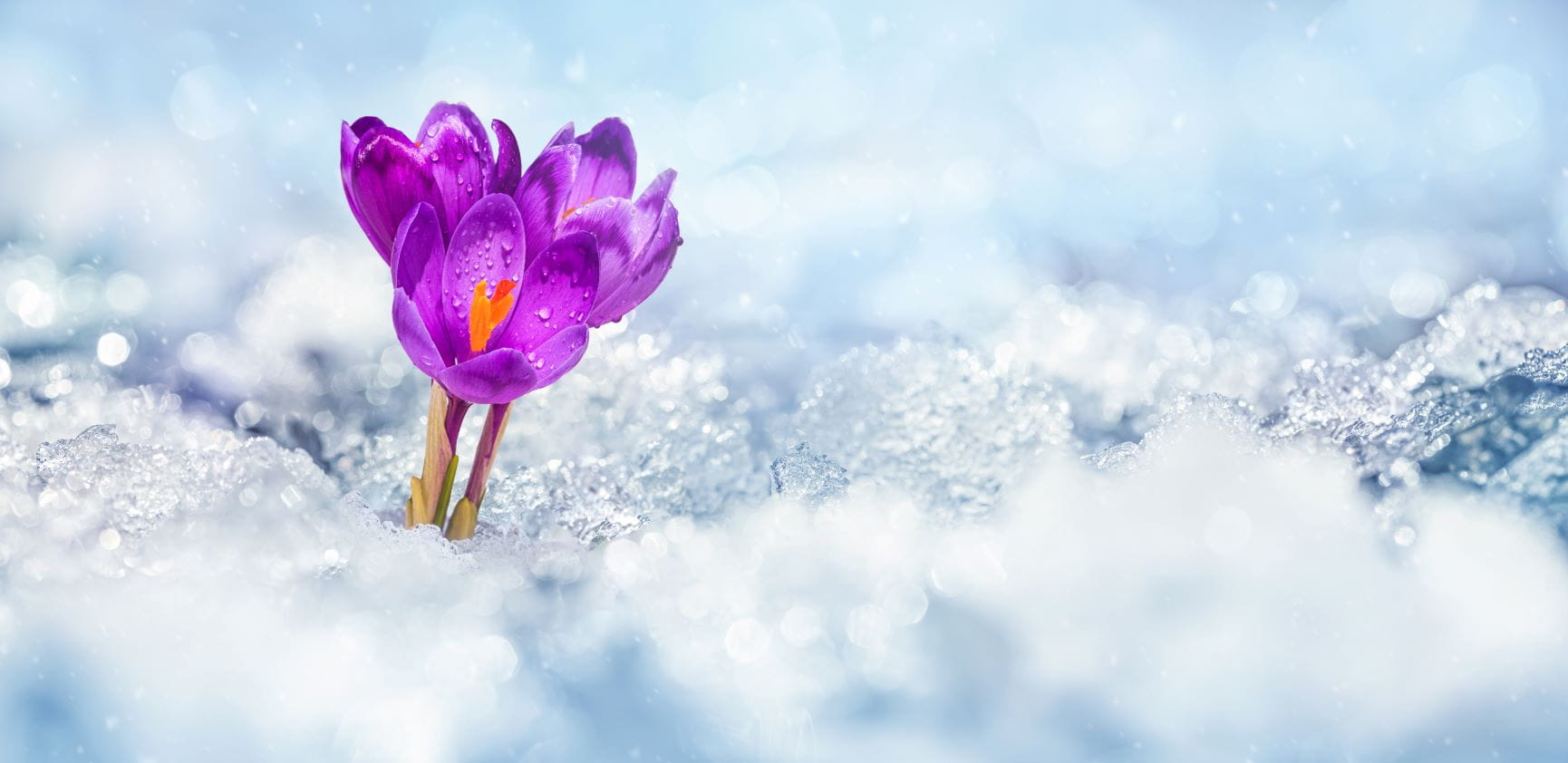 crocus in the snow