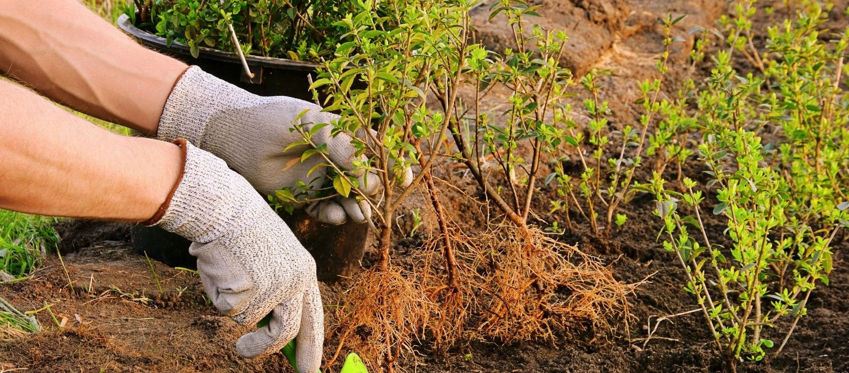 planting bare root hedging in the soil