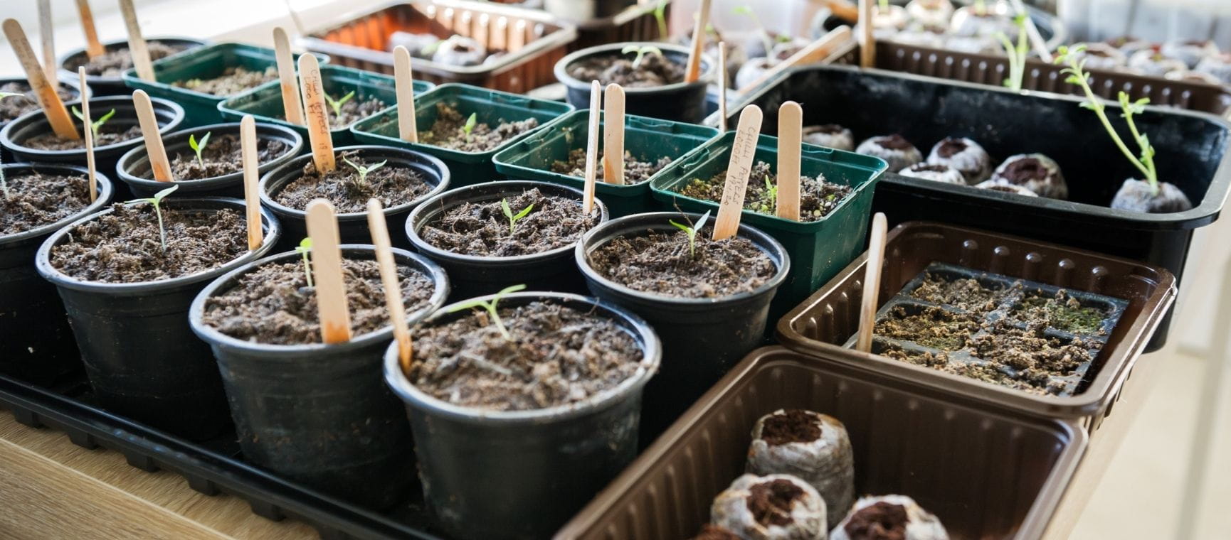 Rows of pots and planting trays in a greenhouse all labelled