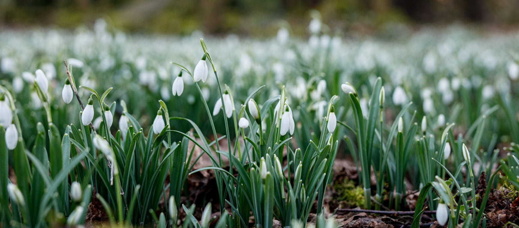 Clusters of snowdrops in woodland on a spring day