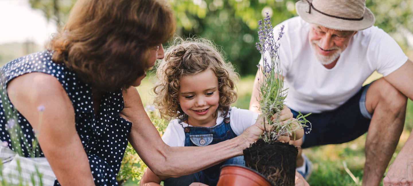 Grandparents showing their grandchild how plant plants